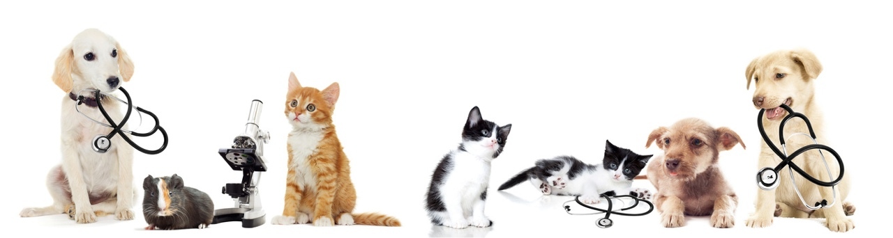 Katzensprache verstehen - Ein Seminar von Tierheilpraktikerin Bettina Schmidt