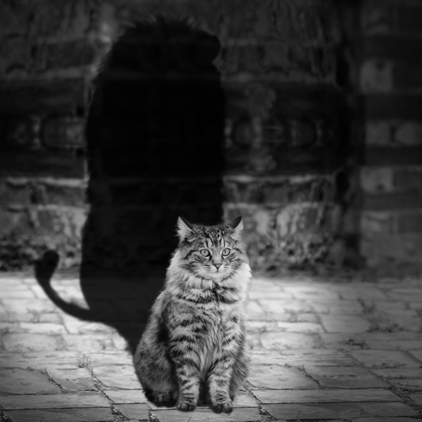 Ethologie der Katze: Seminar bei Tierheilpraktikerin Bettina Schmid