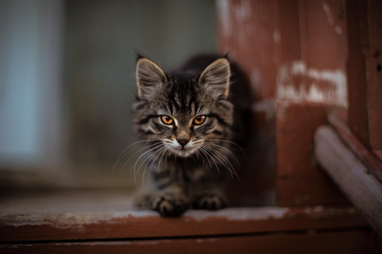 Die aggressive Katze: Seminar bei Tierheilpraktikerin Bettina Schmid